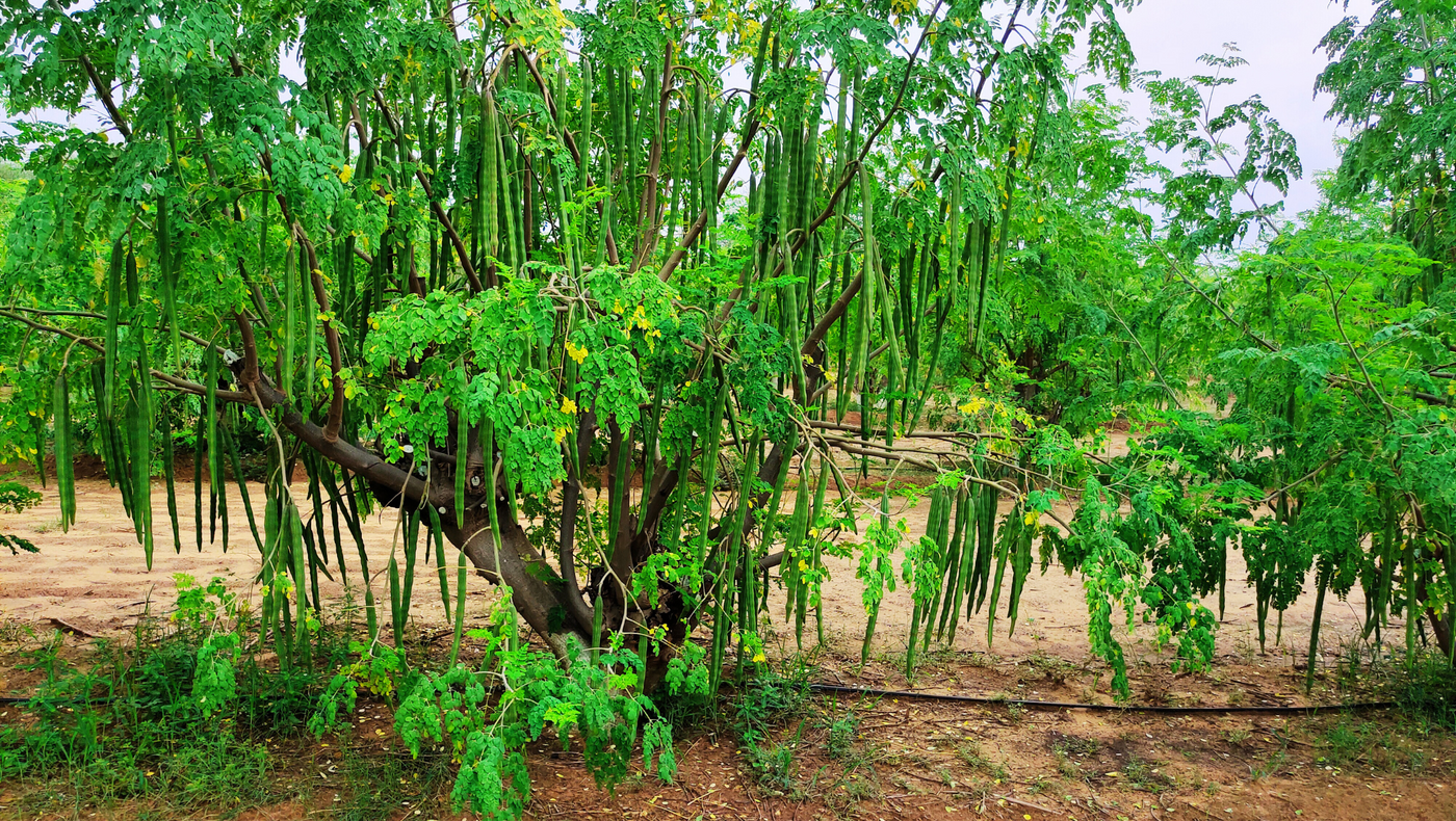 Organic food ingredients